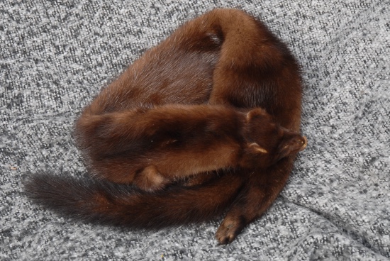 Kuschelparty Kuschel